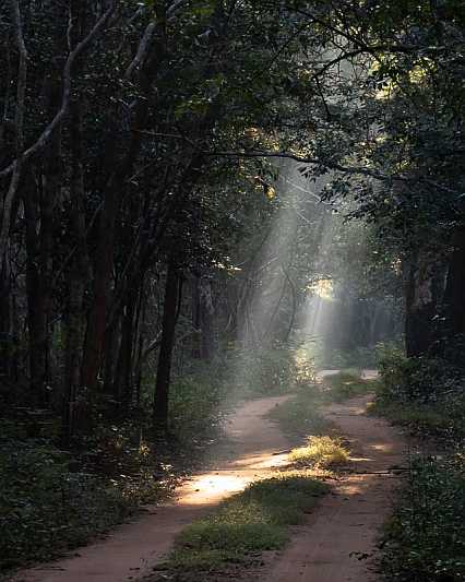 _19R3150 Sunbeams.jpg
